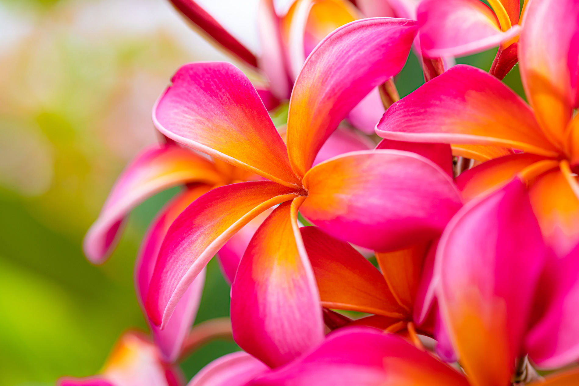 Frangipani flowers